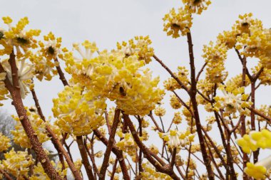 Edgeworthia chrysantha çalılarının sarı çiçekleri