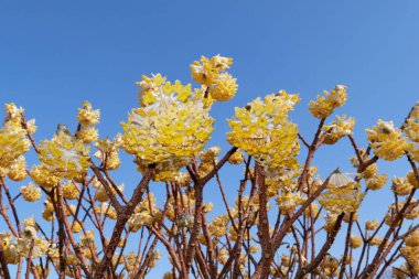 Edgeworthia chrysantha çalılarının sarı çiçekleri