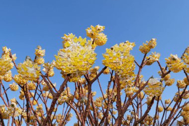 yellow flowers of Edgeworthia chrysantha shrub clipart