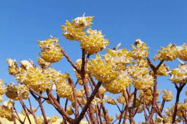 Edgeworthia chrysantha çalılarının sarı çiçekleri