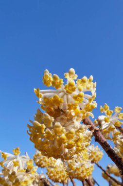 Edgeworthia chrysantha çalılarının sarı çiçekleri