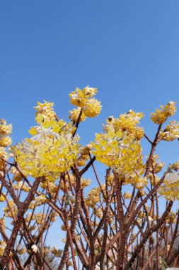 Edgeworthia chrysantha çalılarının sarı çiçekleri