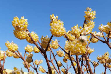 Edgeworthia chrysantha çalılarının sarı çiçekleri