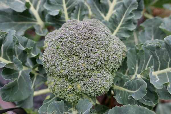 Świeże Brokuły Ogrodzie Warzywnym — Zdjęcie stockowe
