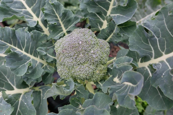 野菜の庭で新鮮なブロッコリー — ストック写真