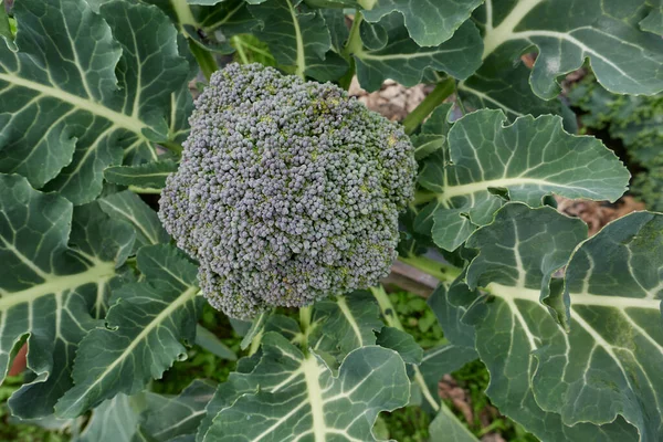 野菜の庭で新鮮なブロッコリー — ストック写真