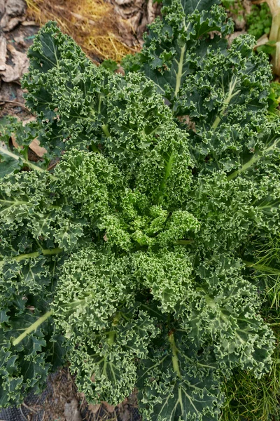 Fresh Curly Kale Vegetable Garden — Stock Photo, Image