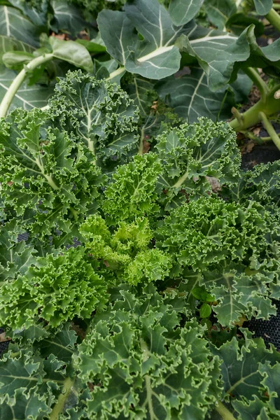 野菜の庭で新鮮なカール — ストック写真