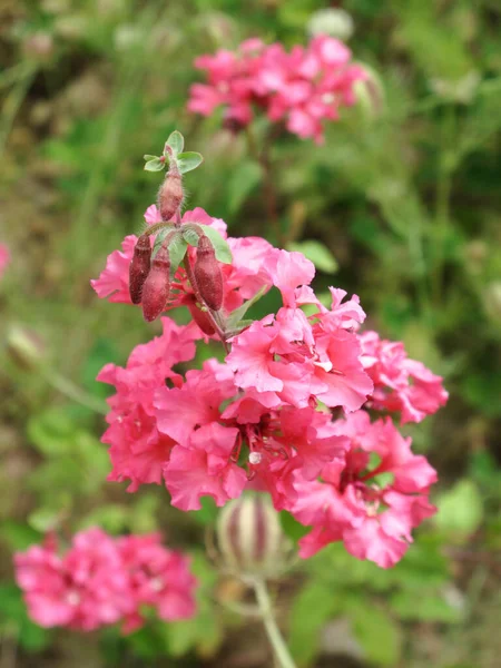 Clarkia unguiculata çiçek açtı