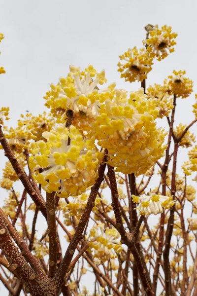 Edgeworthia chrysantha çalılarının sarı çiçekleri