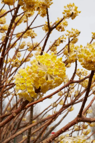 Flores Amarillas Arbusto Edgeworthia Chrysantha — Foto de Stock