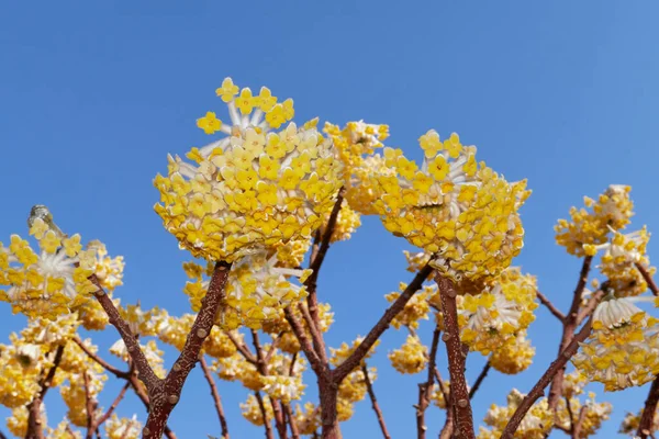 Yellow Flowers Edgeworthia Chrysantha Shrub — Stock Photo, Image