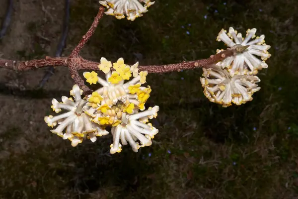 Flores Amarillas Arbusto Edgeworthia Chrysantha — Foto de Stock