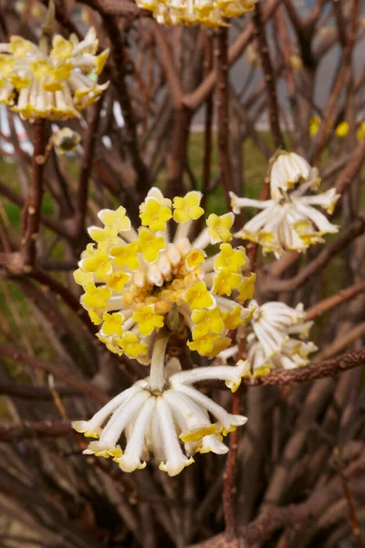 Fiori Gialli Edgeworthia Chrysantha Arbusto — Foto Stock