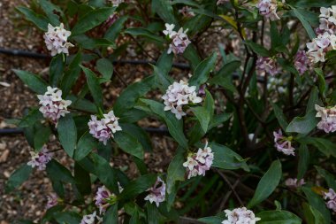 Daphne Odora 'nın kokulu çiçekleri