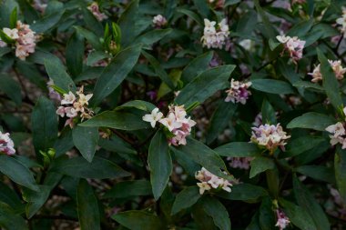 Daphne Odora 'nın kokulu çiçekleri