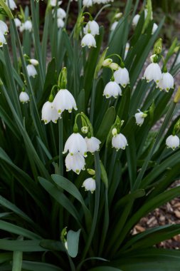 Göl soğanı çiçeklenme