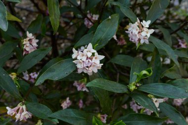 Daphne Odora 'nın kokulu çiçekleri