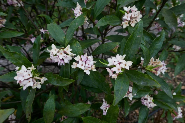 ダフネ オドラ低木の芳香のある花 — ストック写真