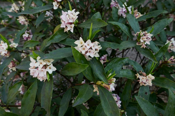 Scented Flowers Daphne Odora Shrub — Stock Photo, Image