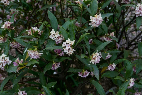 Fleurs Parfumées Daphné Odora Arbuste — Photo