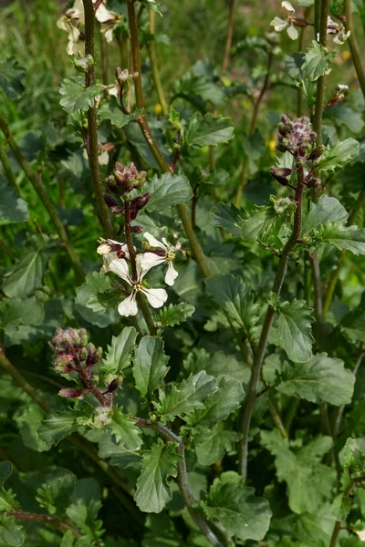 Eruca Vesicaria Herbe Fleur — Photo
