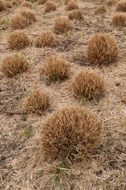 Çiçek tarhında Cortaderia Selloana