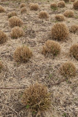 Çiçek tarhında Cortaderia Selloana