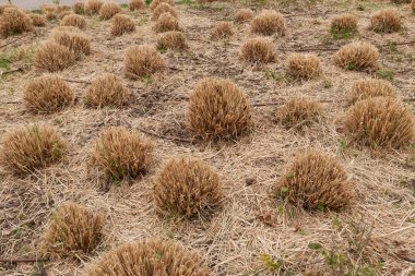 Çiçek tarhında Cortaderia Selloana