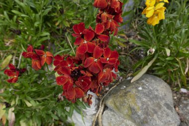 Erysimum cheiri renkli çiçekler