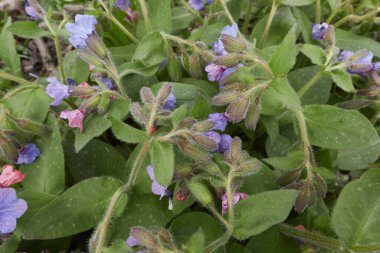 Pulmonaria officinalis çiçek açtı