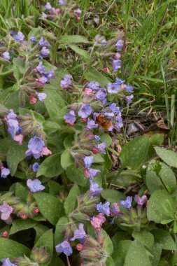 Pulmonaria officinalis çiçek açtı