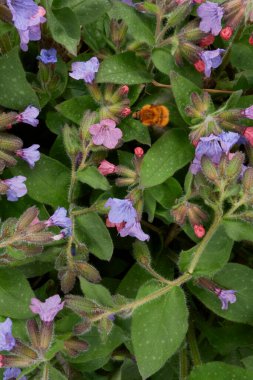 Pulmonaria officinalis çiçek açtı