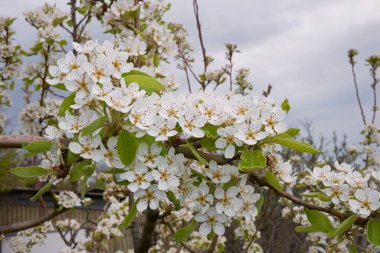 Pyrus komüni çiçek açtı.