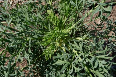 Seseli gummiferum fabrikasını kapatın.