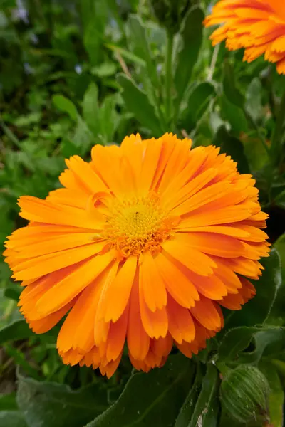 Calendula Officinalis Növény Sárga Narancssárga Virágai — Stock Fotó