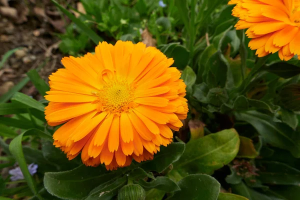 Yellow Orange Flowers Calendula Officinalis Plant — Stok fotoğraf