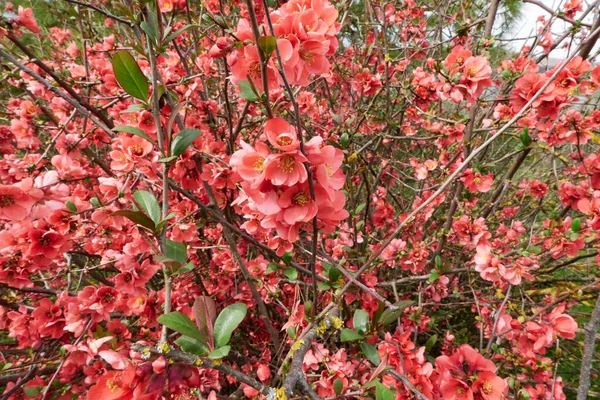 開花中のシャネモーレの低木 — ストック写真