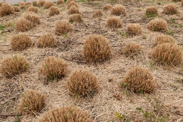 Çiçek tarhında Cortaderia Selloana