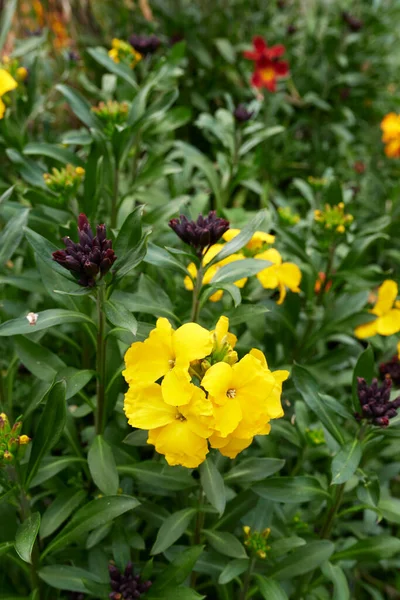 Erysimum Cheiri Renkli Çiçekler — Stok fotoğraf