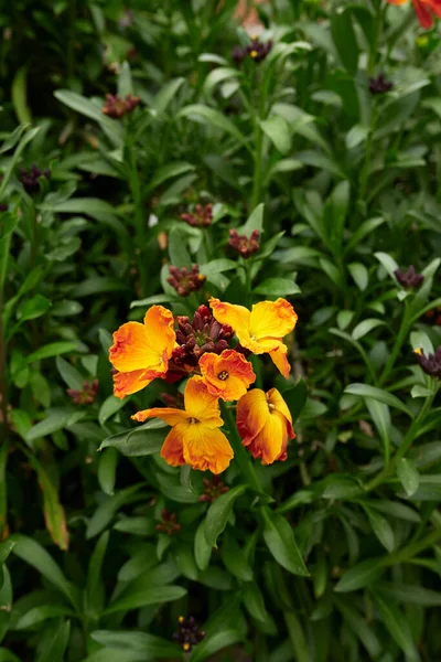 Erysimum Cheiri Πολύχρωμα Λουλούδια — Φωτογραφία Αρχείου