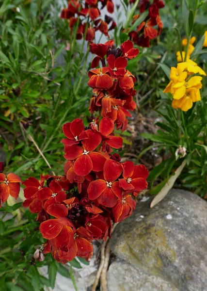Erysimum Cheiri Renkli Çiçekler — Stok fotoğraf