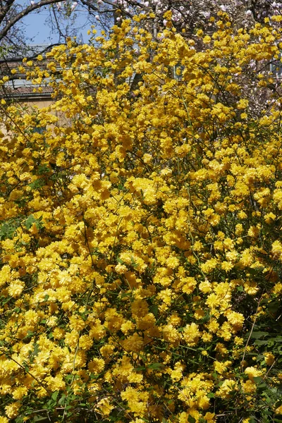 Yellow Blossom Kerria Japonica Shrub — Foto de Stock