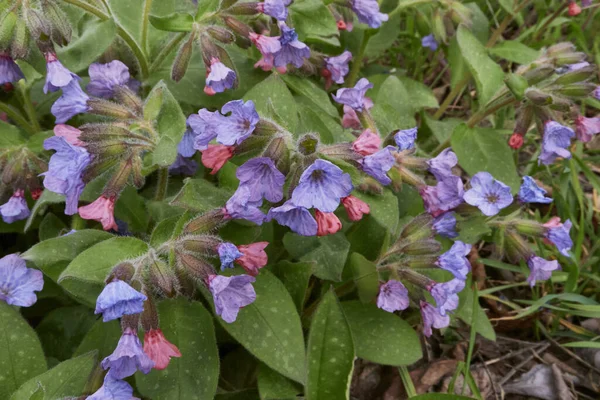 Pulmonaria officinalis çiçek açtı