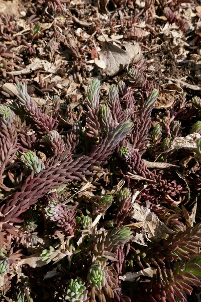 Sedum Reflexum Zbliżenie — Zdjęcie stockowe