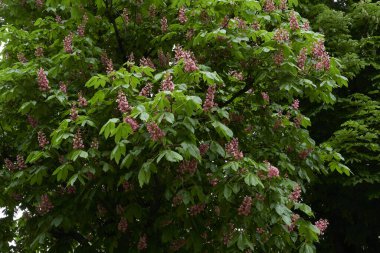 Aesculus carnea ağacı çiçek açtı.