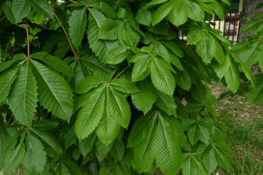 Aesculus carnea ağacının dokulu yaprakları 