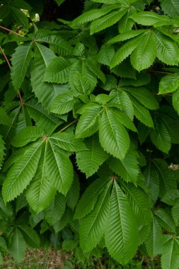 Aesculus carnea ağacının dokulu yaprakları 