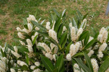 Prunus laurocerasus Otto Luyken çiçek açmış.