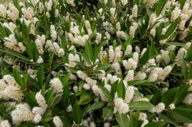 Prunus laurocerasus Otto Luyken çiçek açmış.